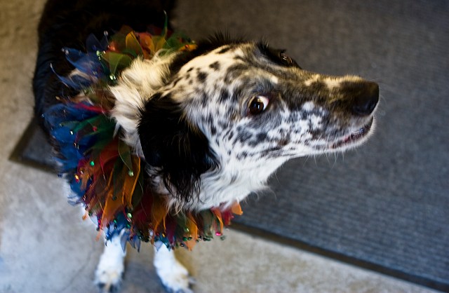 75. Quite Pleased With Her Collar