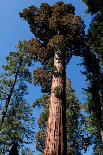 – Big Yosemite Tree