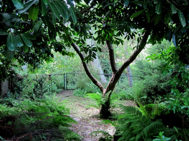 The green curtain, Ferndale