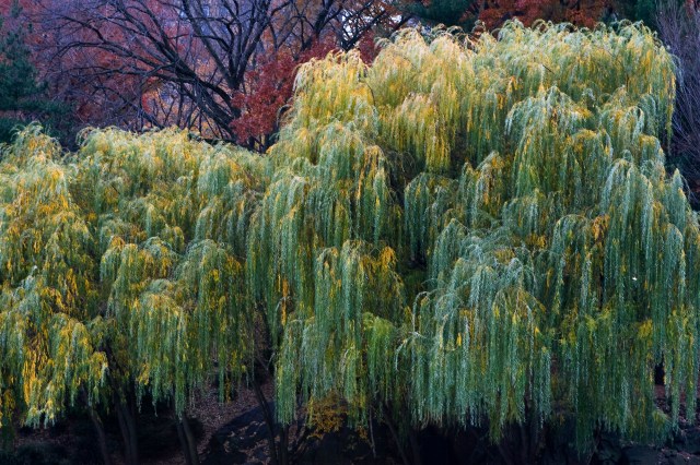 – Willows of Central Park